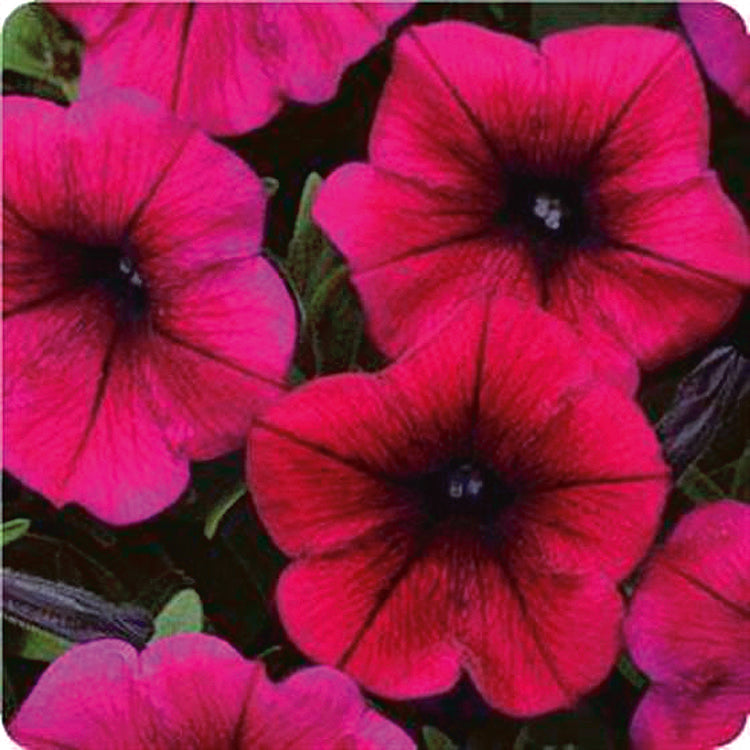Petunia Shock Wave Deep Purple - B319A