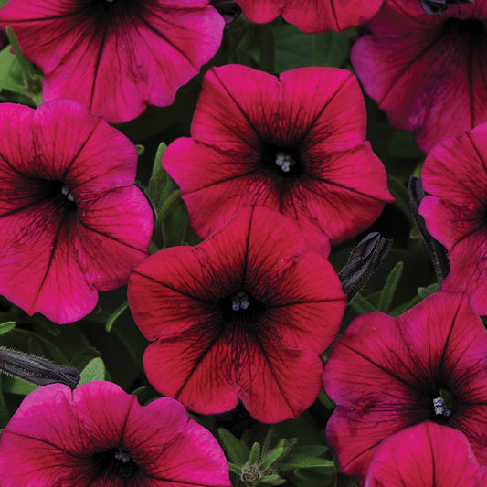 Petunia Shock Wave Deep Purple