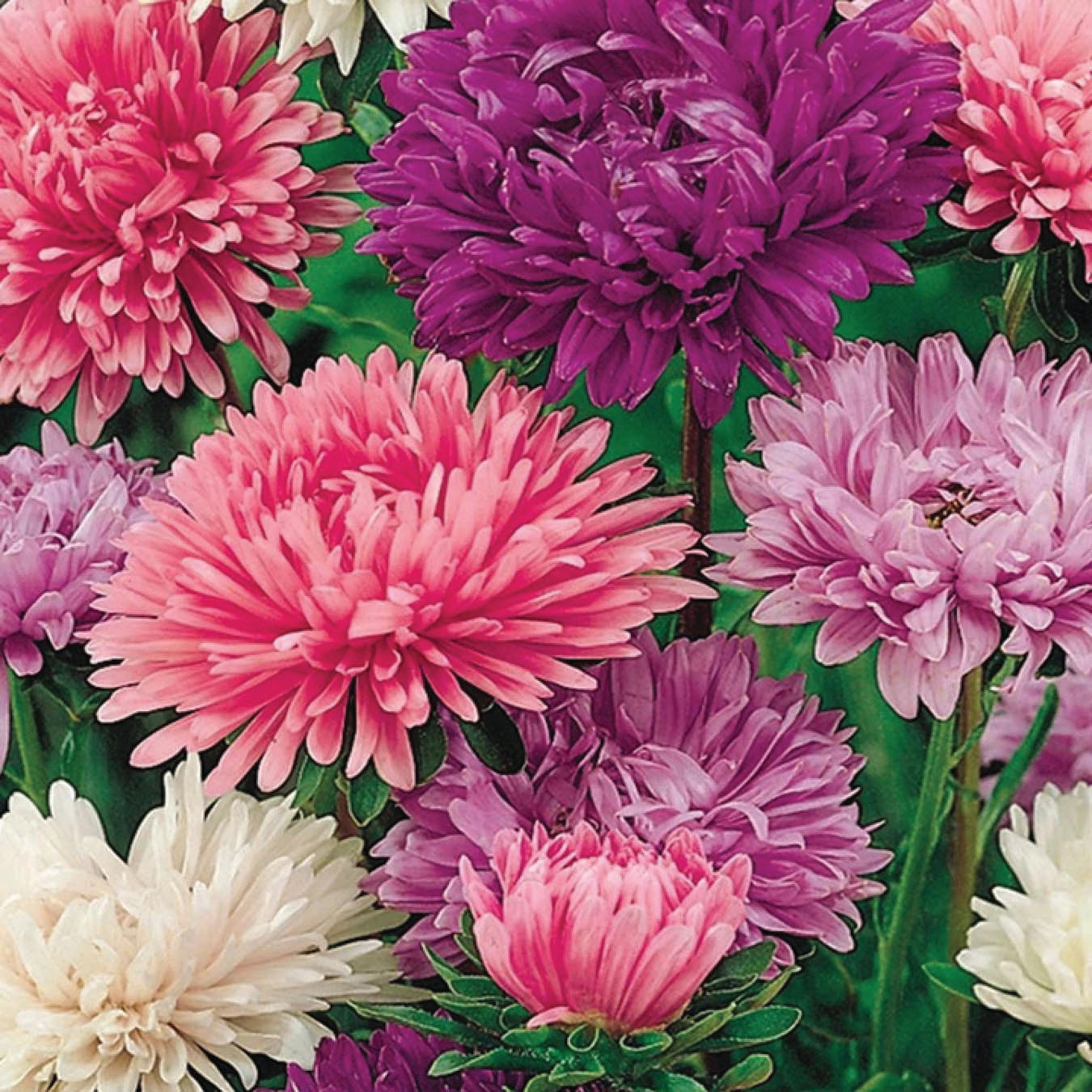 Aster Powder Puff Mix - B330A