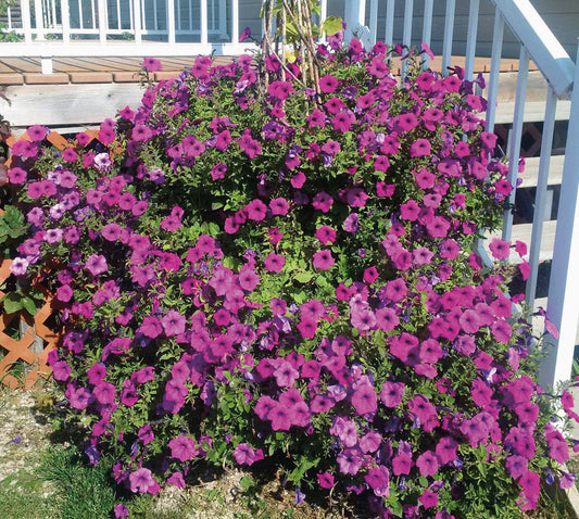 Petunia Tickled Pink