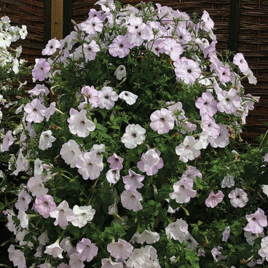 Petunia Tickled Blush - B334A