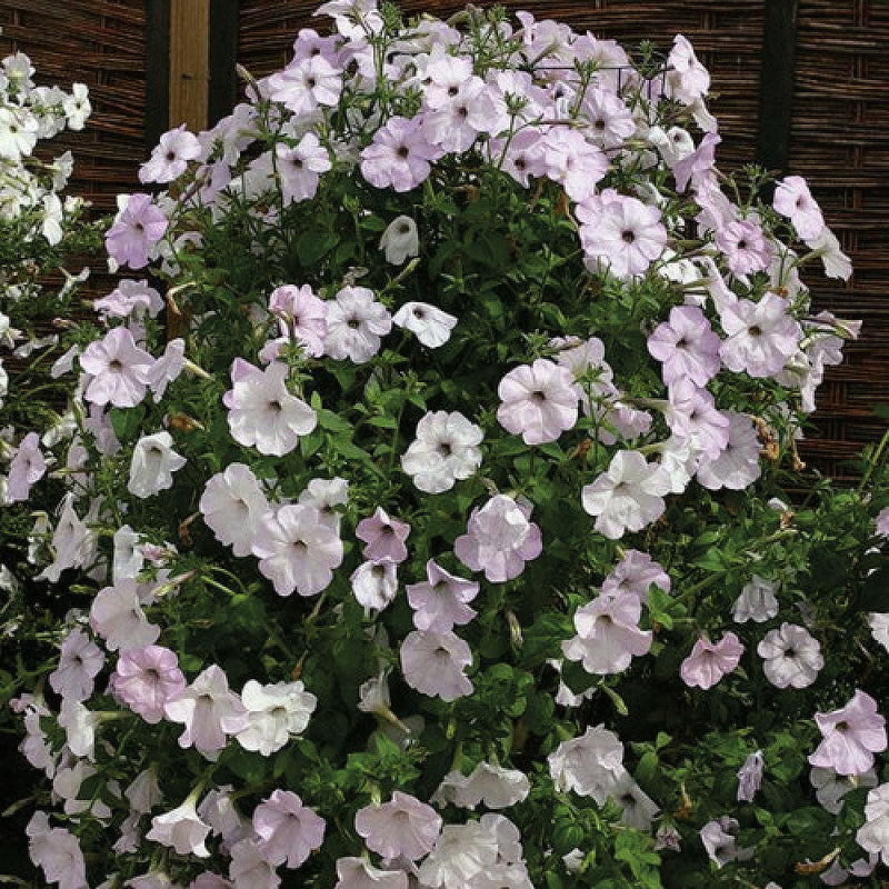 Petunia Tickled Blush - B334A