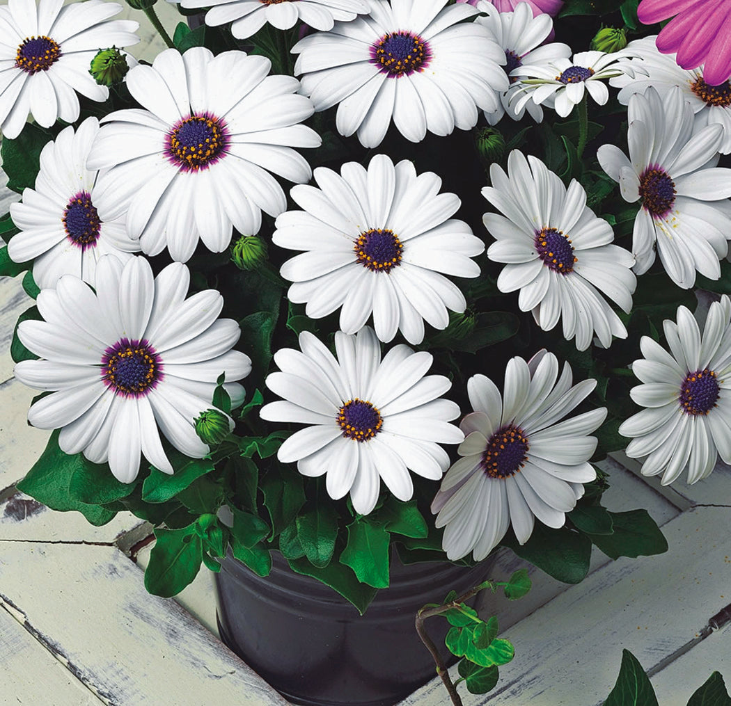 Osteopermum Asti White - B335A