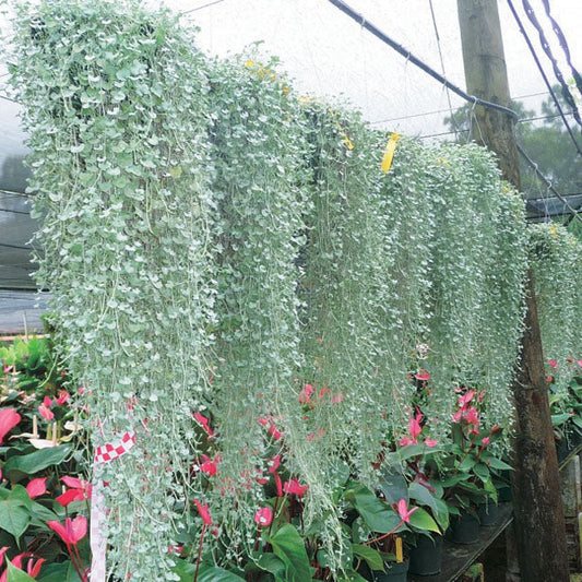 Dichondra Silver Falls