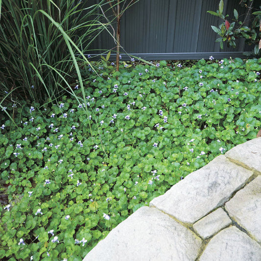 Dichondria Emerald Falls