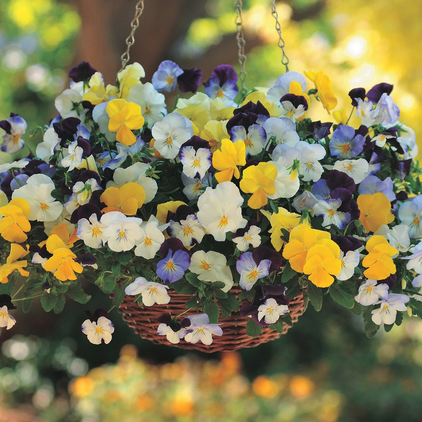 Pansy Cool Wave Mix - B350A