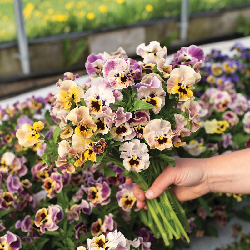 Pansy Frizzle Sizzle Mini Tapestry - B351A