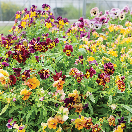 Pansy Brush Strokes