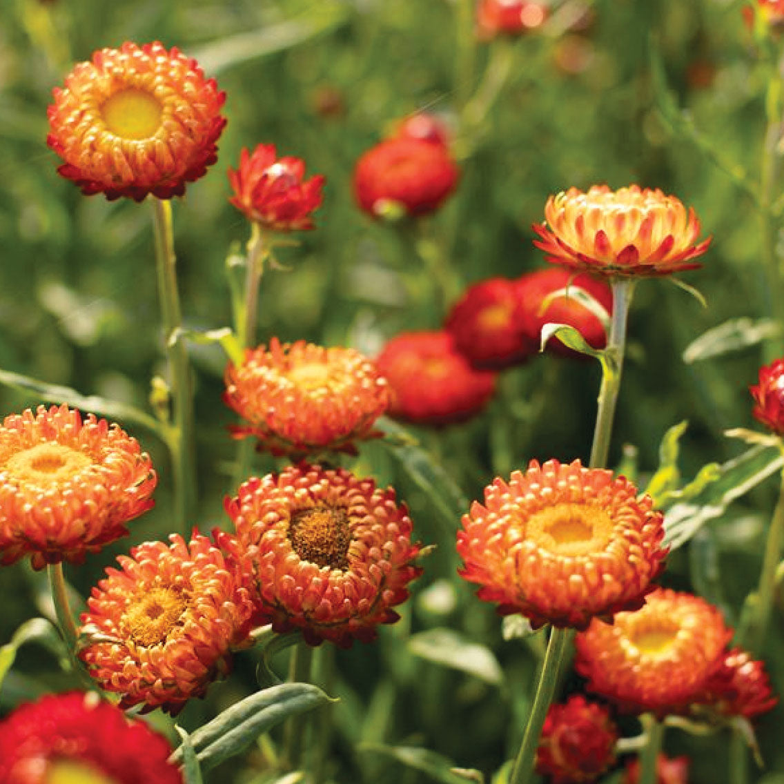 Strawflower Copper Red - B360A