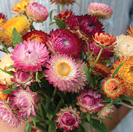 Strawflower Choice Mix