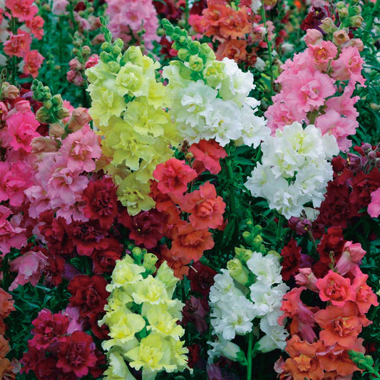 Snapdragons Madame Butterfly - B40A