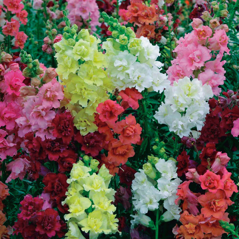 Snapdragons Madame Butterfly - B40A