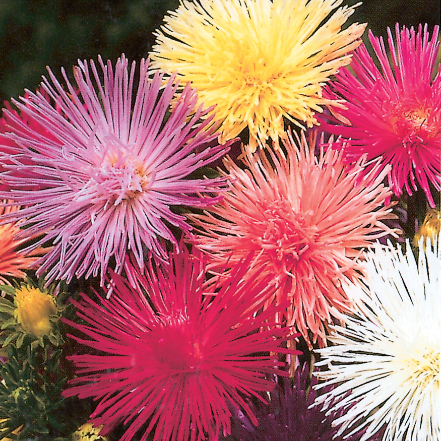 Aster Nova Needle - B48A