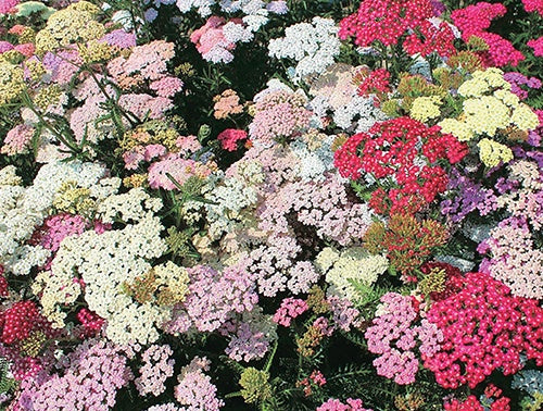 Achillea Colorado Mix - B5A