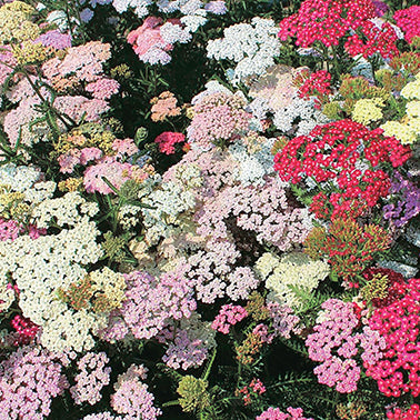 Achillea Colorado Mix