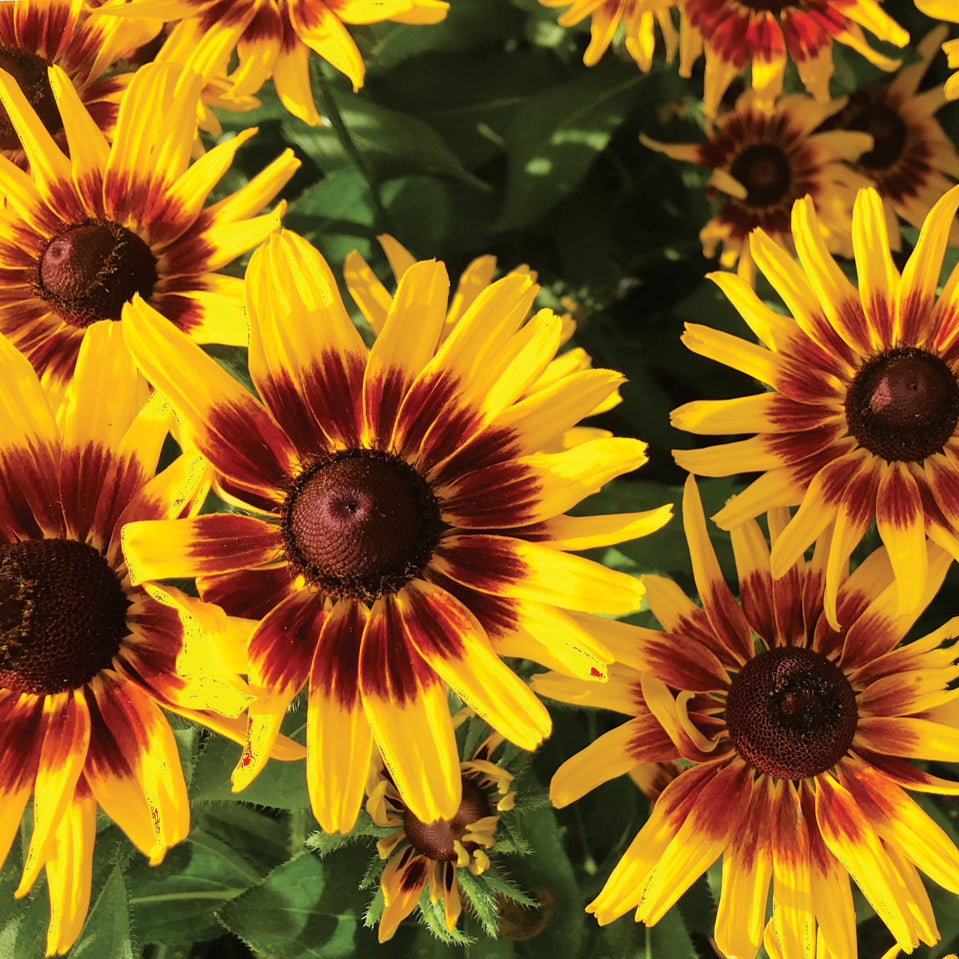 Rudbeckia Denver Daisy - B60A