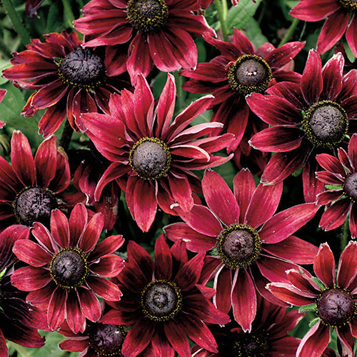 Cherry Brandy Rudbeckia - B64A