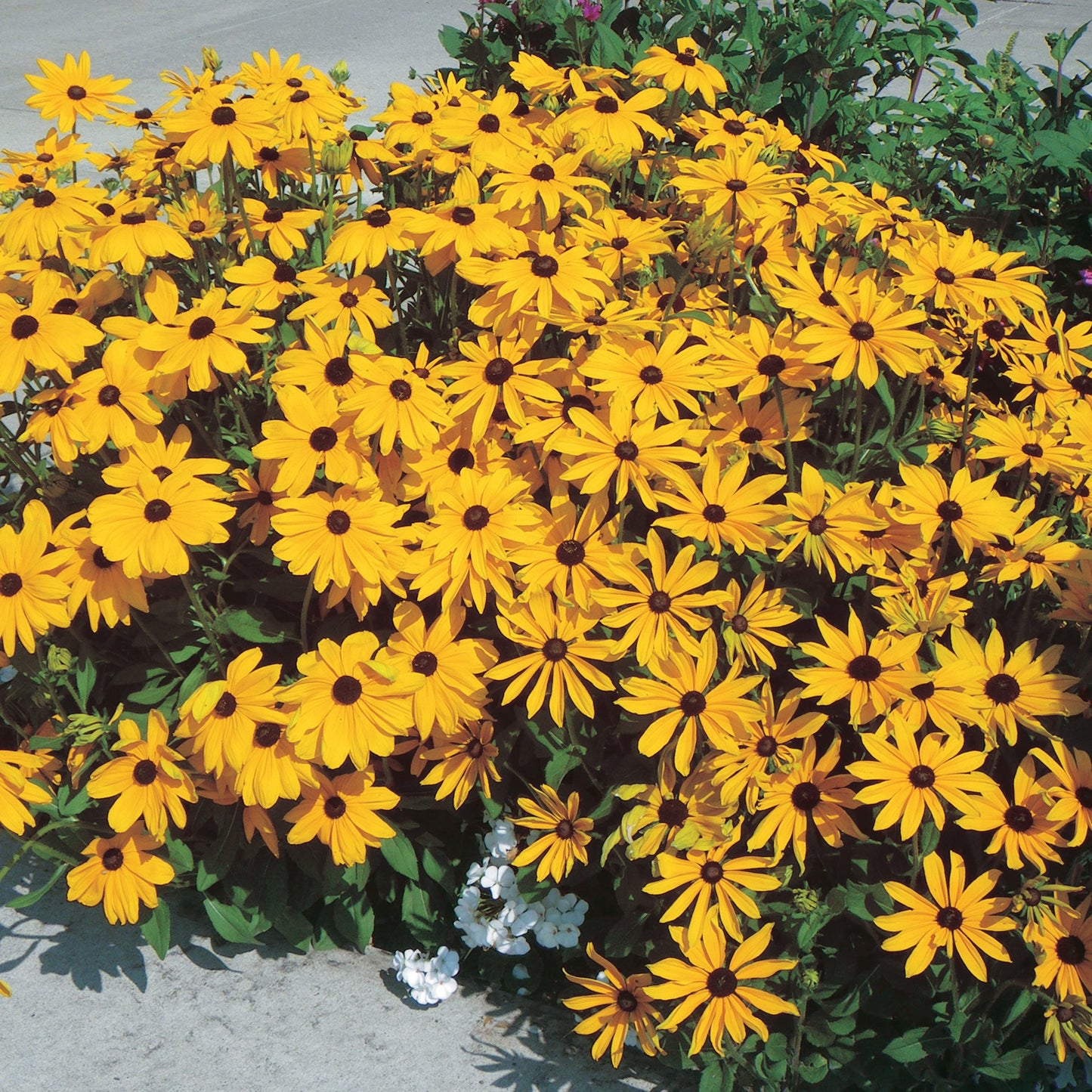 Rudbeckia Goldstrum - B65A