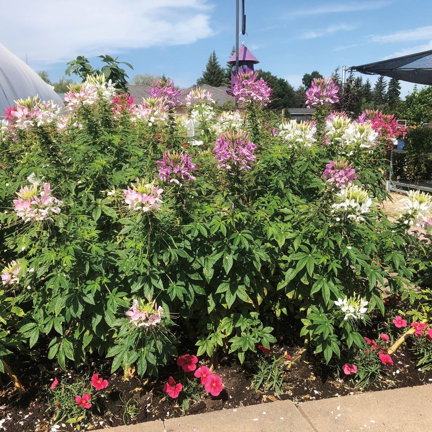 Cleome Sparkler - B67A