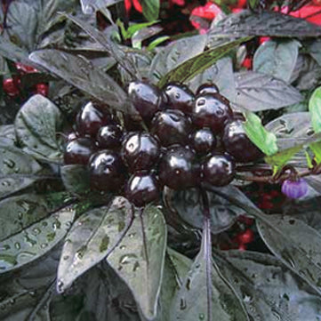 Orn Pepper Black Pearl