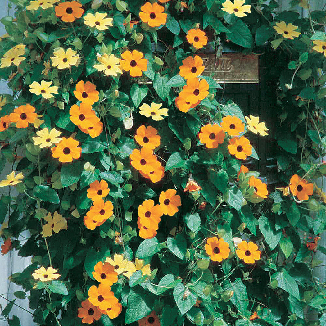 Black Eyed Susan (Thunbergia) - B85A