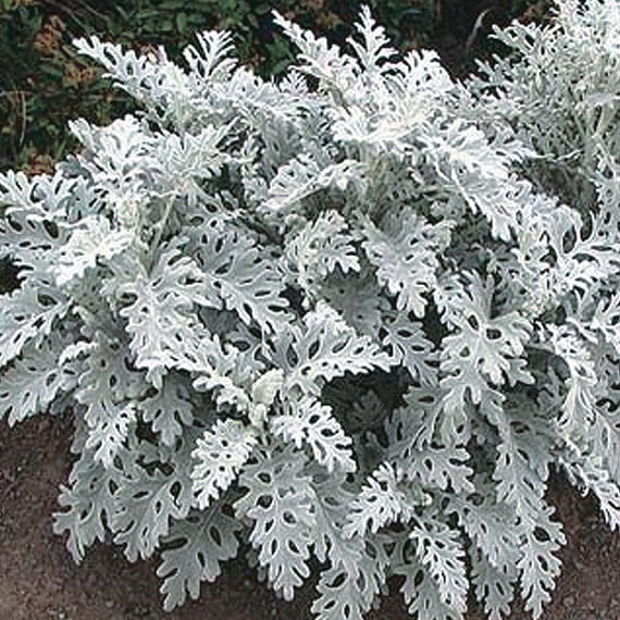 Dusty Miller Silver Dust - B97A