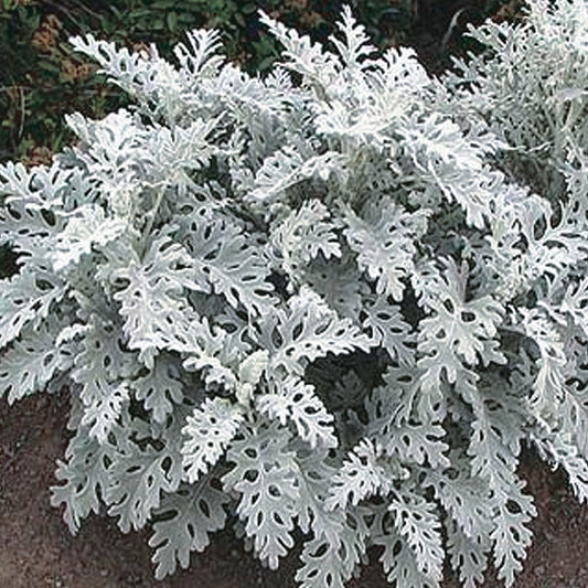 Dusty Miller Silver Dust - B97A
