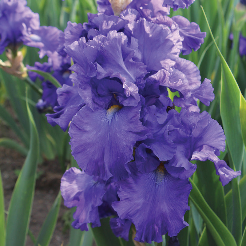 Iris Blue Suede Shoes