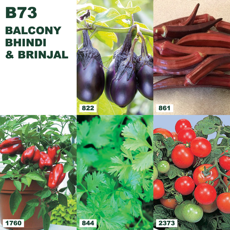 Balcony Bhindi & Brinjal Bundle — B73 bundle collage