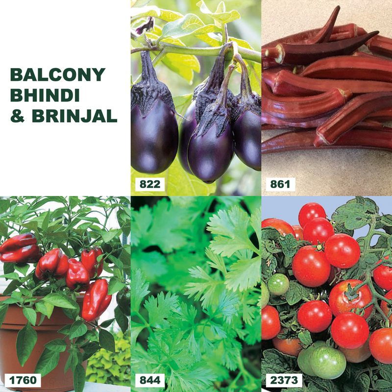 Balcony Bhindi & Brinjal Bundle collage