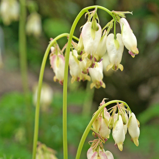 Bleeding Heart Aurora - 7172A
