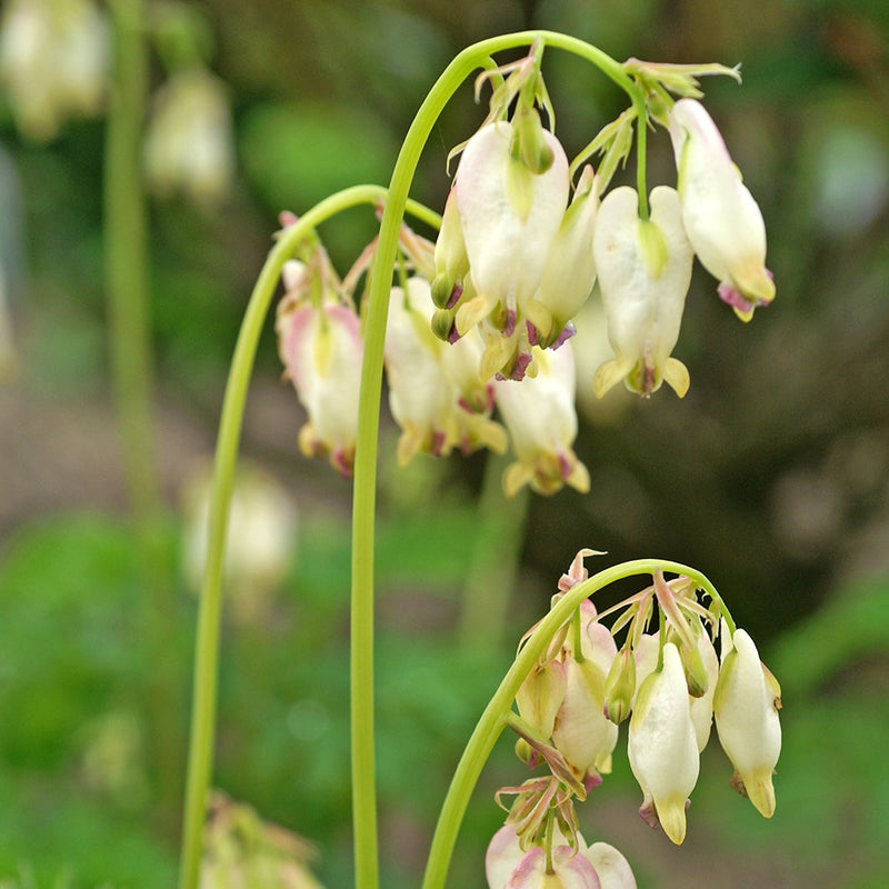 Bleeding Heart Aurora - 7172A