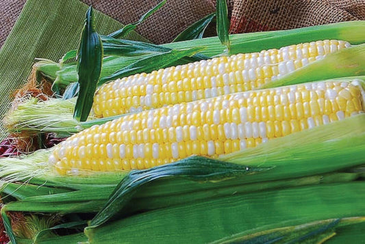 Corn Temptress Hybrid (70 Days) - 530A