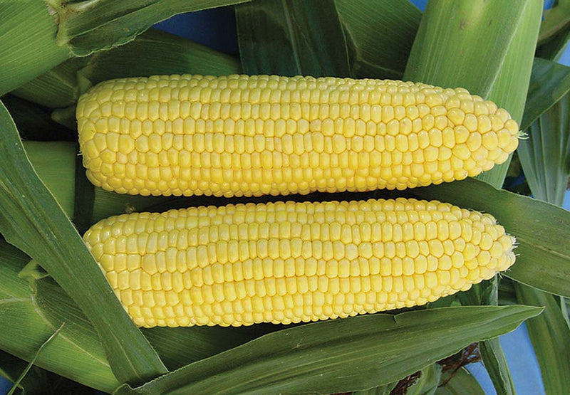 Corn Vision Hybrid - 548A