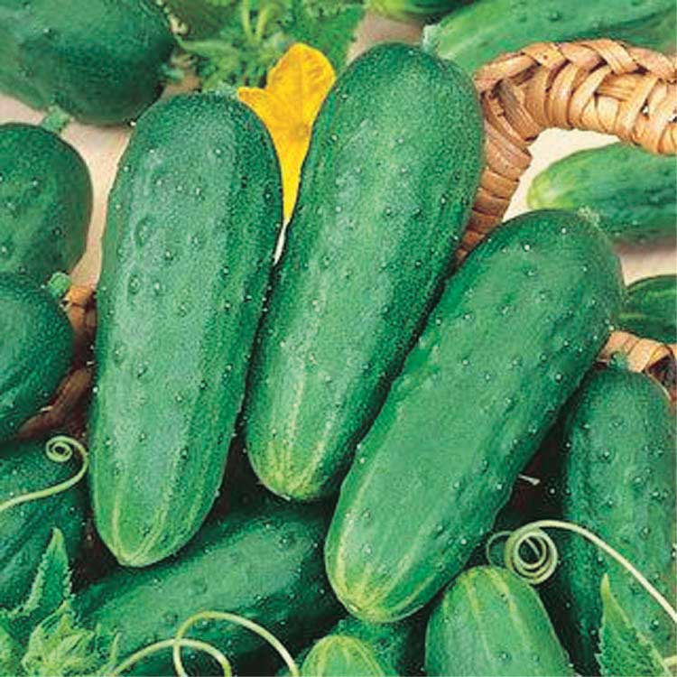 Cucumber Homemade Pickles (55 Days) - 755A