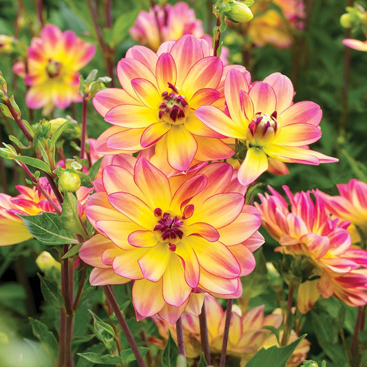 Dahlia Pacific Ocean - 6108A