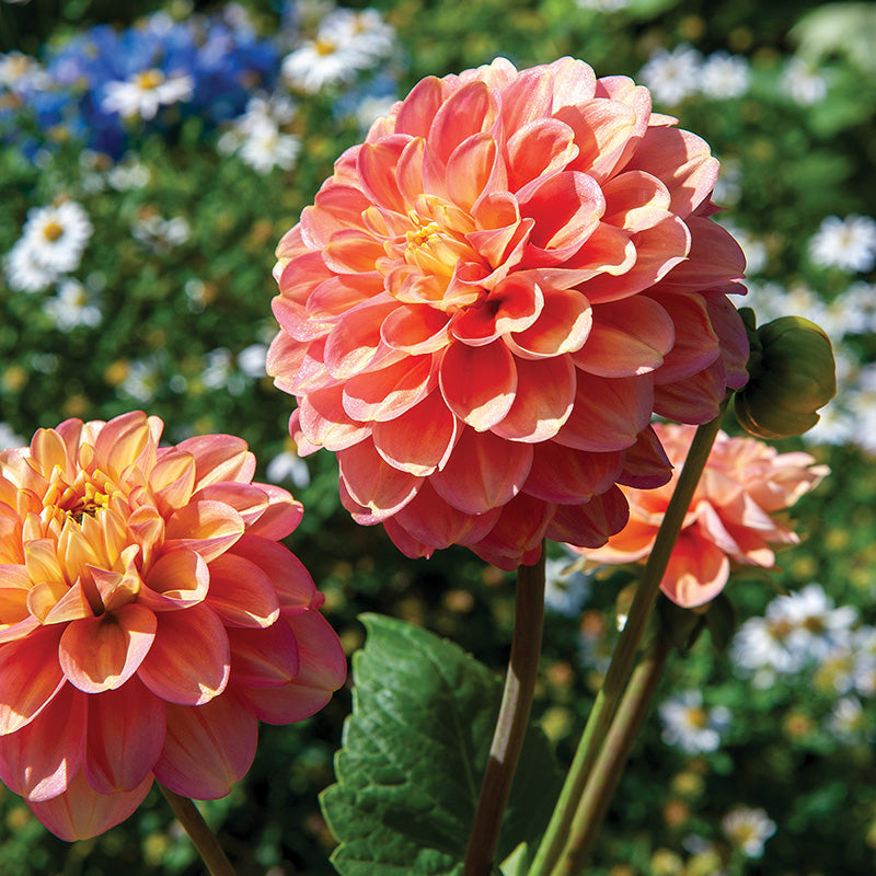 Dahlia Milenia Fleur