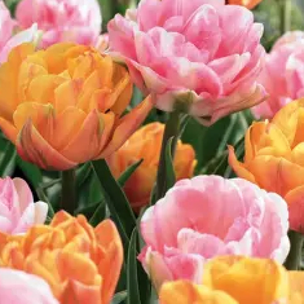 Fall Bulb Tulip Blend Foxy Freedom - 7 pack