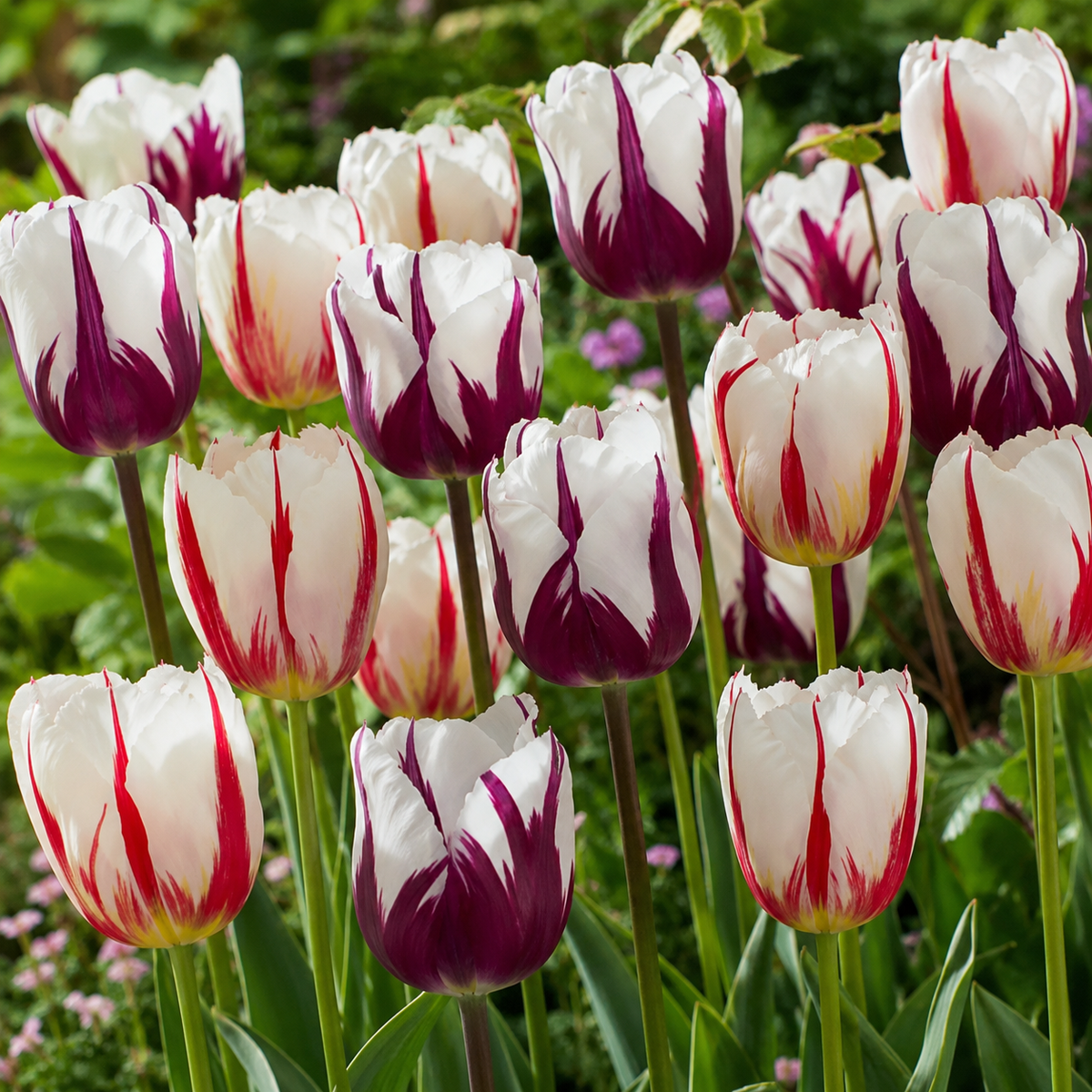 Fall Bulb Tulip Blend Aurora Fire - 10 pack