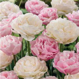 Fall Bulb Tulip Blend Candy Cloud - 8 pack
