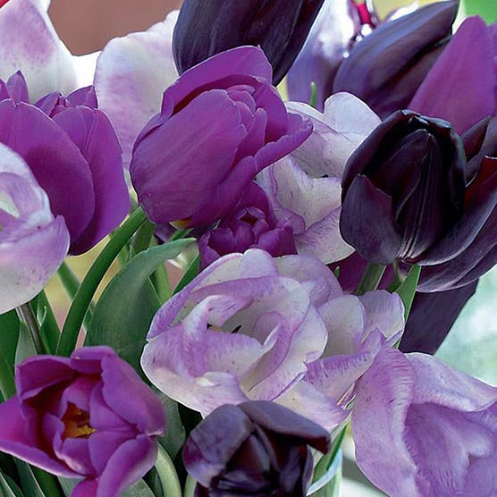 Fall Bulb Tulip Blend Plum Pudding - 8 pack