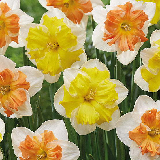Fall Bulb Daffodil Solar Flames - 8 pack