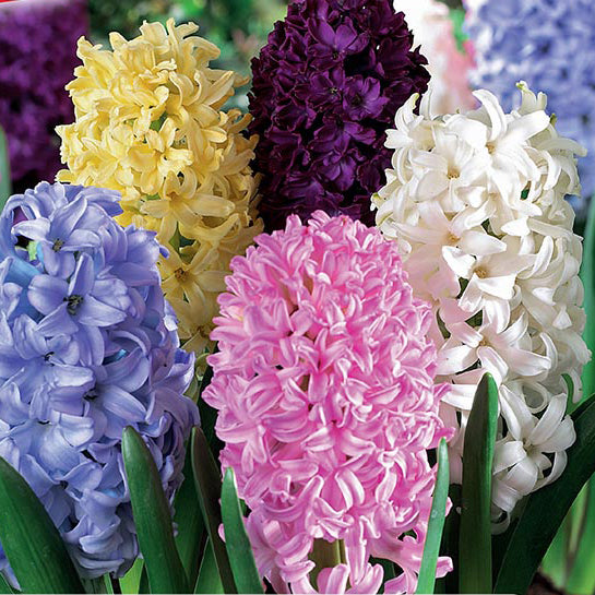 Fall Bulb Hyacinthus Blend - 6 pack