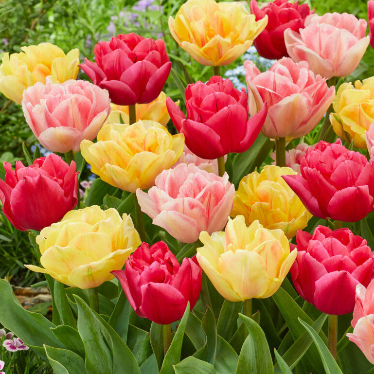 Fall Bulb Tulip Blend Double Dancers - 12 pack