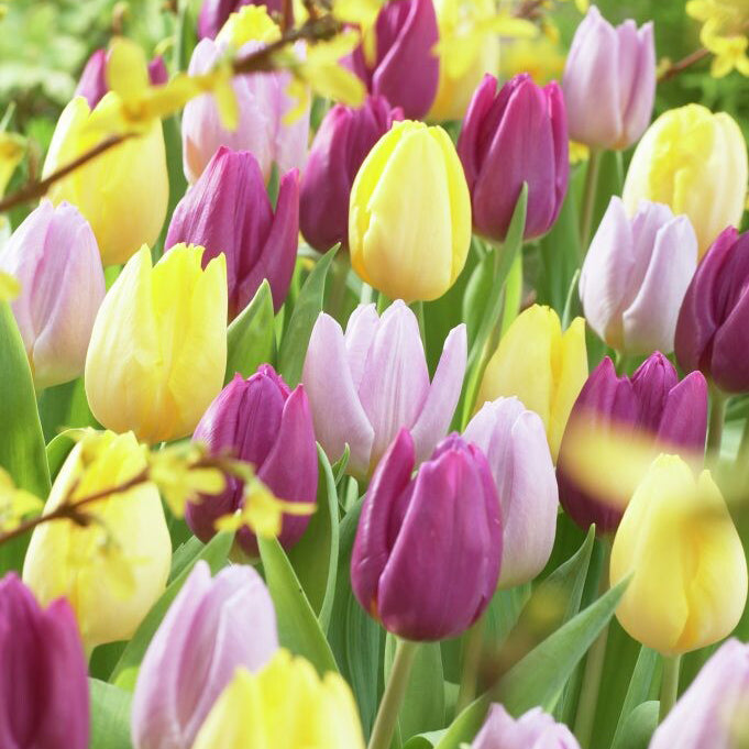 Fall Bulb Tulip Blend Tutti Frutti - 15 pack