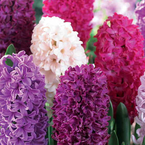 Fall Bulb Hyacinthus Velvety Violets - 10 pack