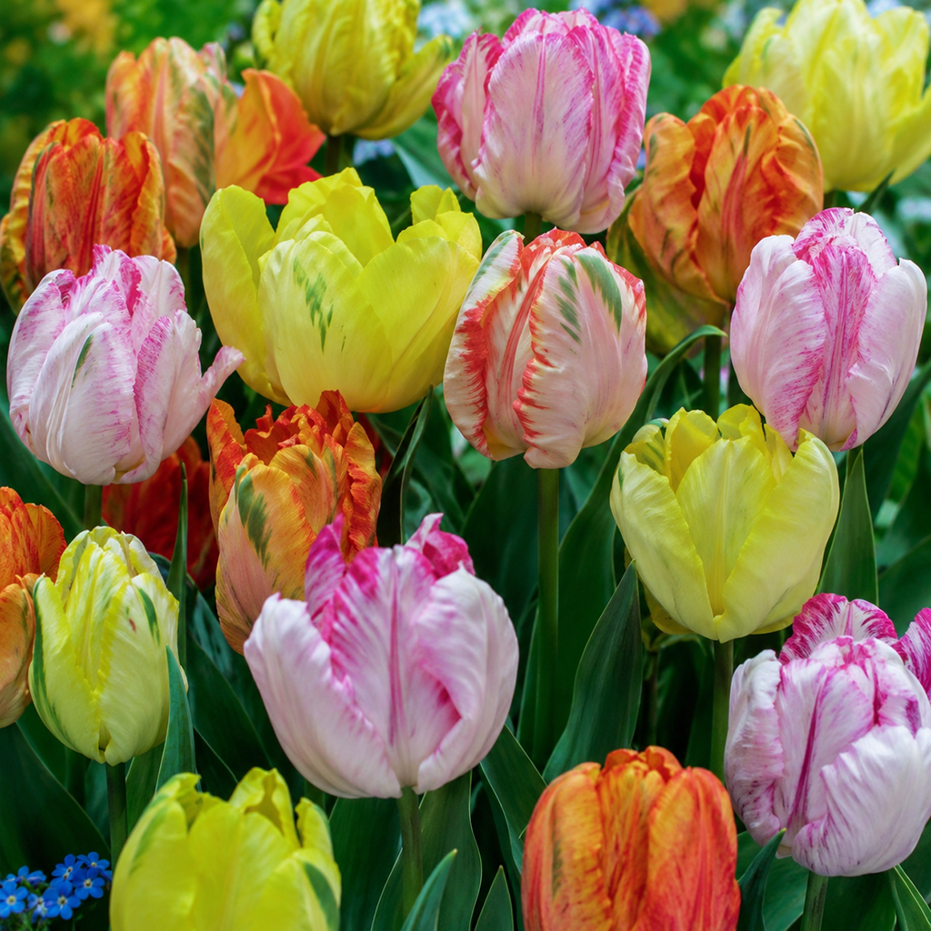 Fall Bulb Tulip Blend Twirl & Pearl - 12 pack