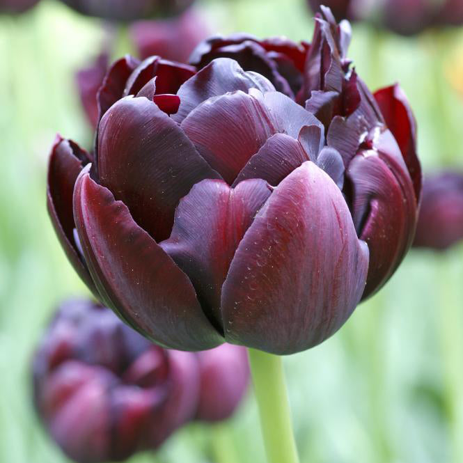 Fall Bulb Tulip Double Late Black Hero - 5 pack