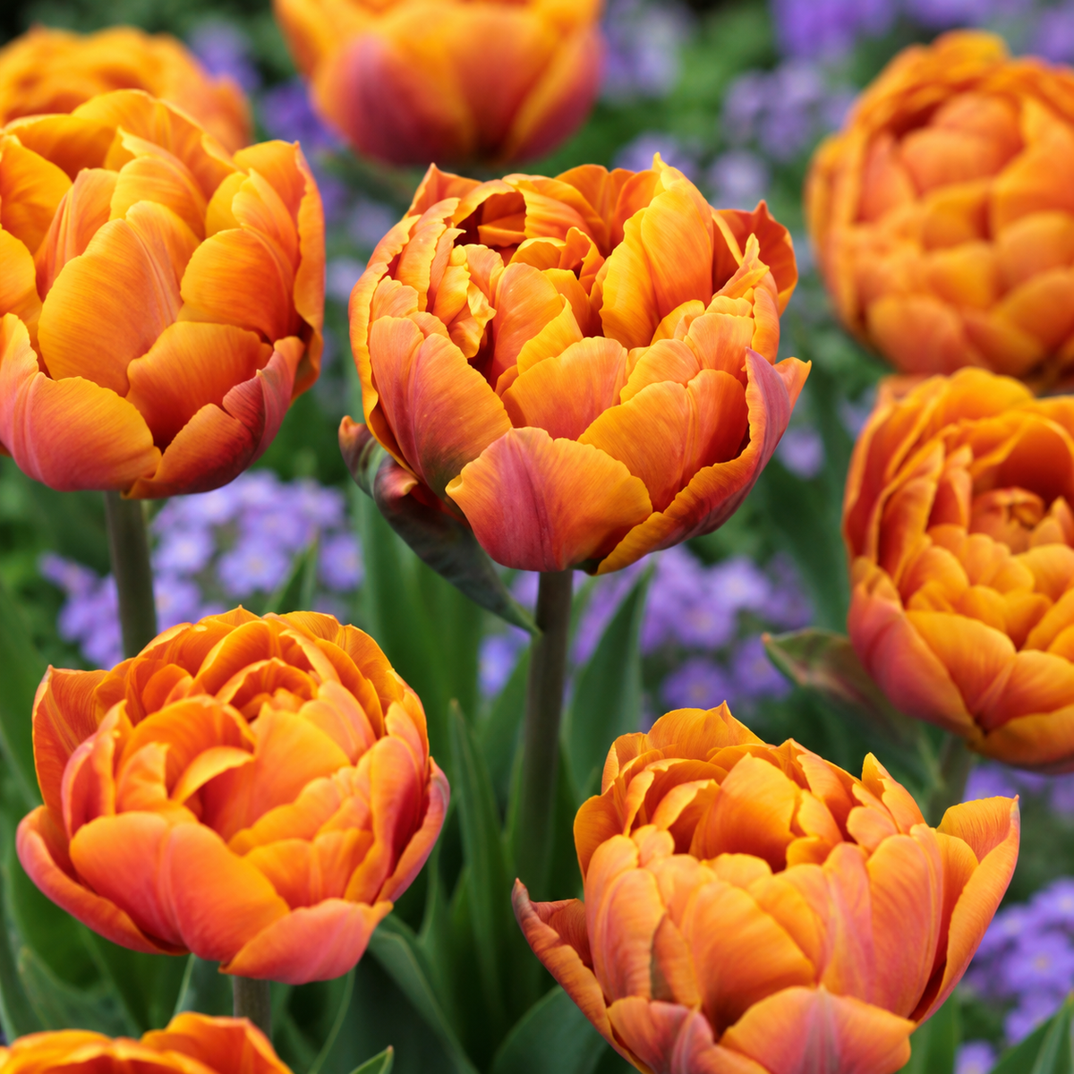 Fall Bulb Tulip Double Late Brazil - 5 pack