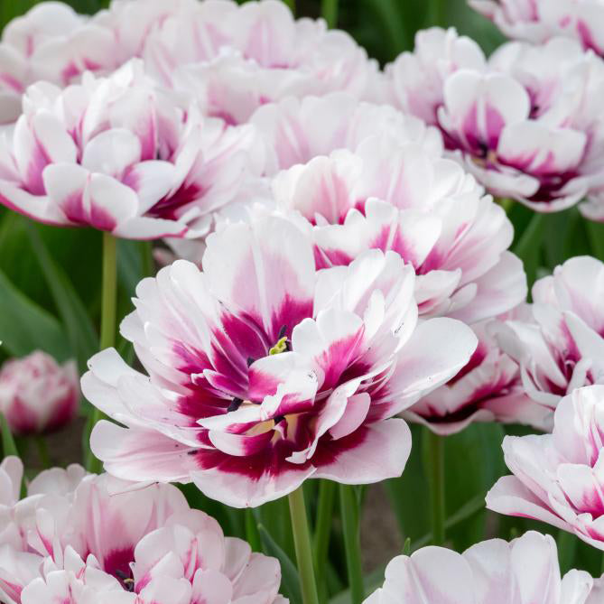 Fall Bulb Tulip Double Late La Delicatesse - 5 pack